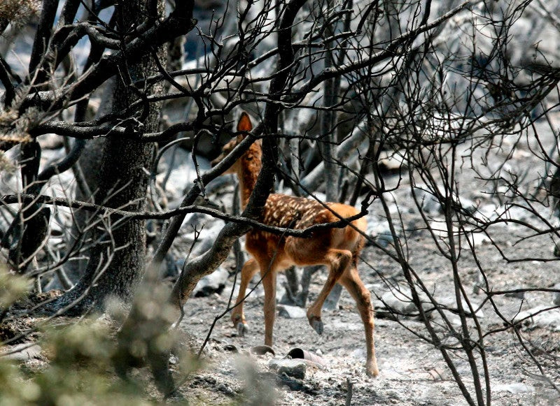 Τι απέγινε η Πάρνηθα 10 χρόνια μετά την καταστροφική πυρκαγιά (εικόνες, βίντεο)